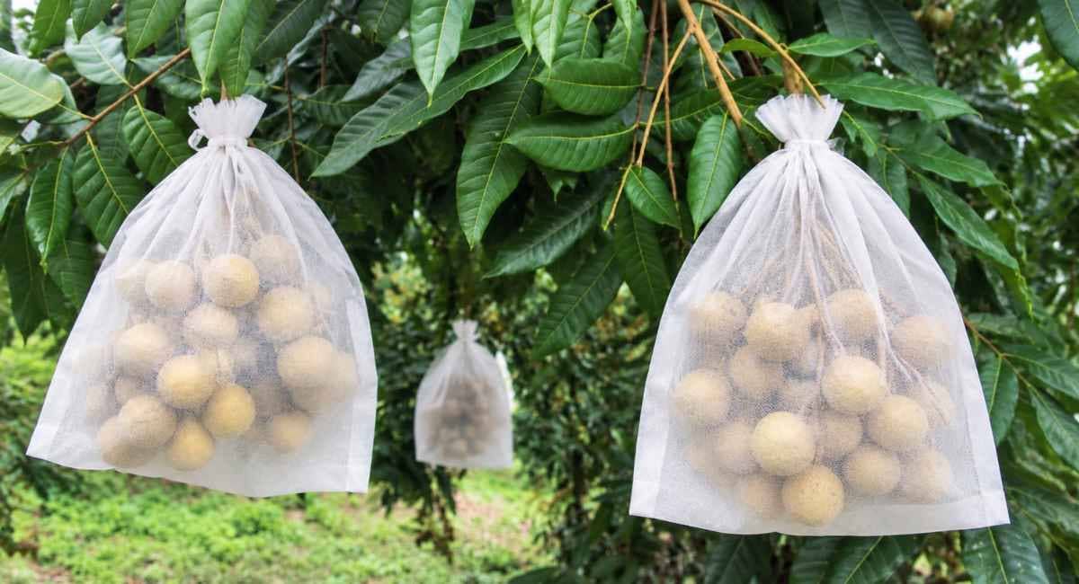 Mẫu túi vải không dệt bọc nhãn tránh côn trùng