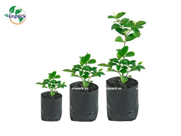 Túi Bầu Ươm Cây Tự Hủy Sinh Học