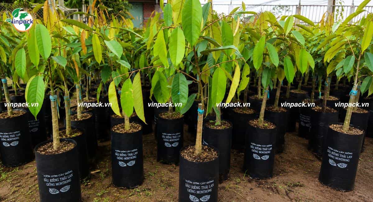 Túi trồng cây sầu riêng