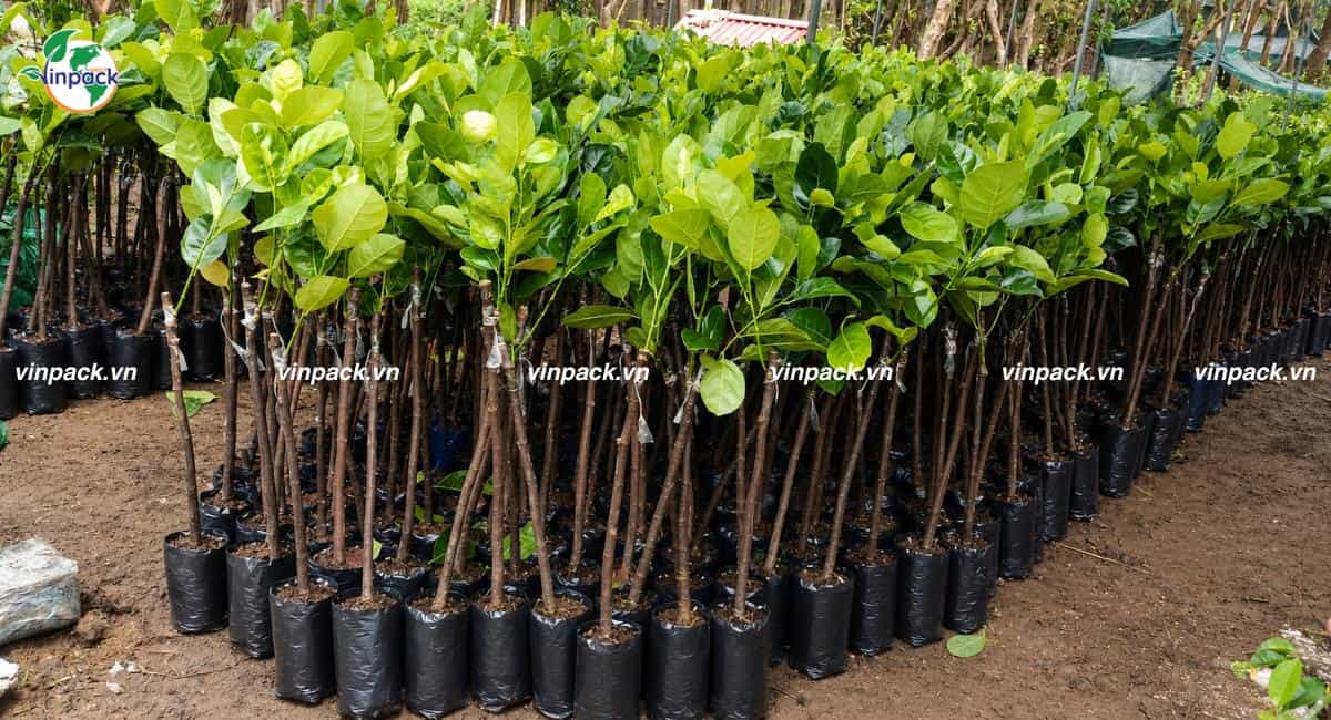 Mẫu túi ươm cây mít