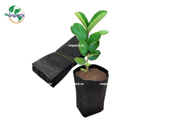 Túi Bầu Ươm Cây Tự Hủy Sinh Học