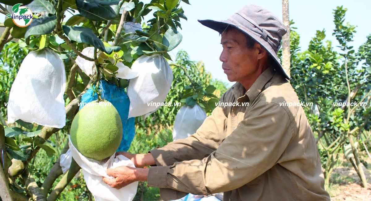 Túi vải không dệt bọc trái cây Vinpack sản xuất tại vườn ươm